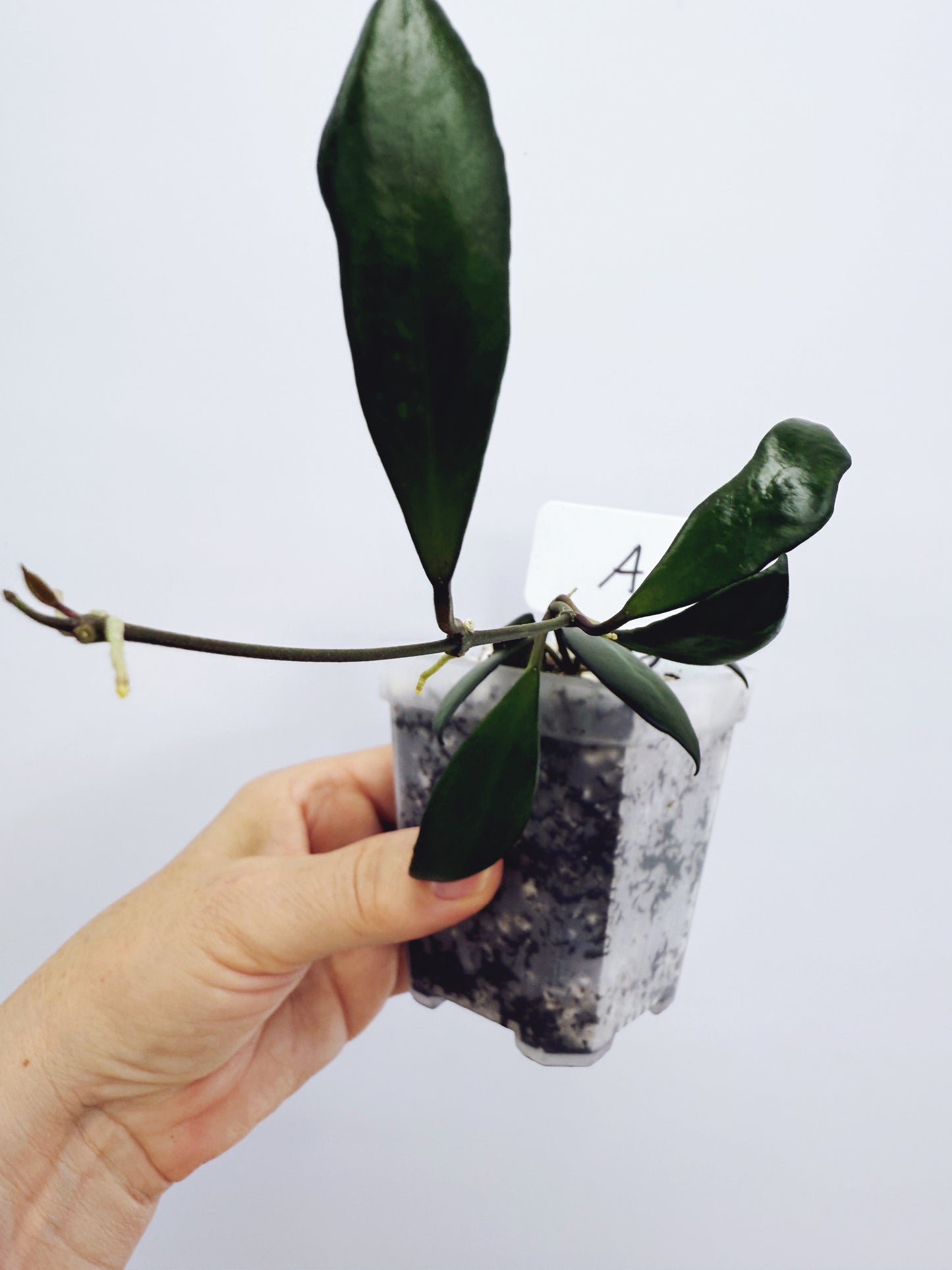 Hoya davidcummingii Plant A