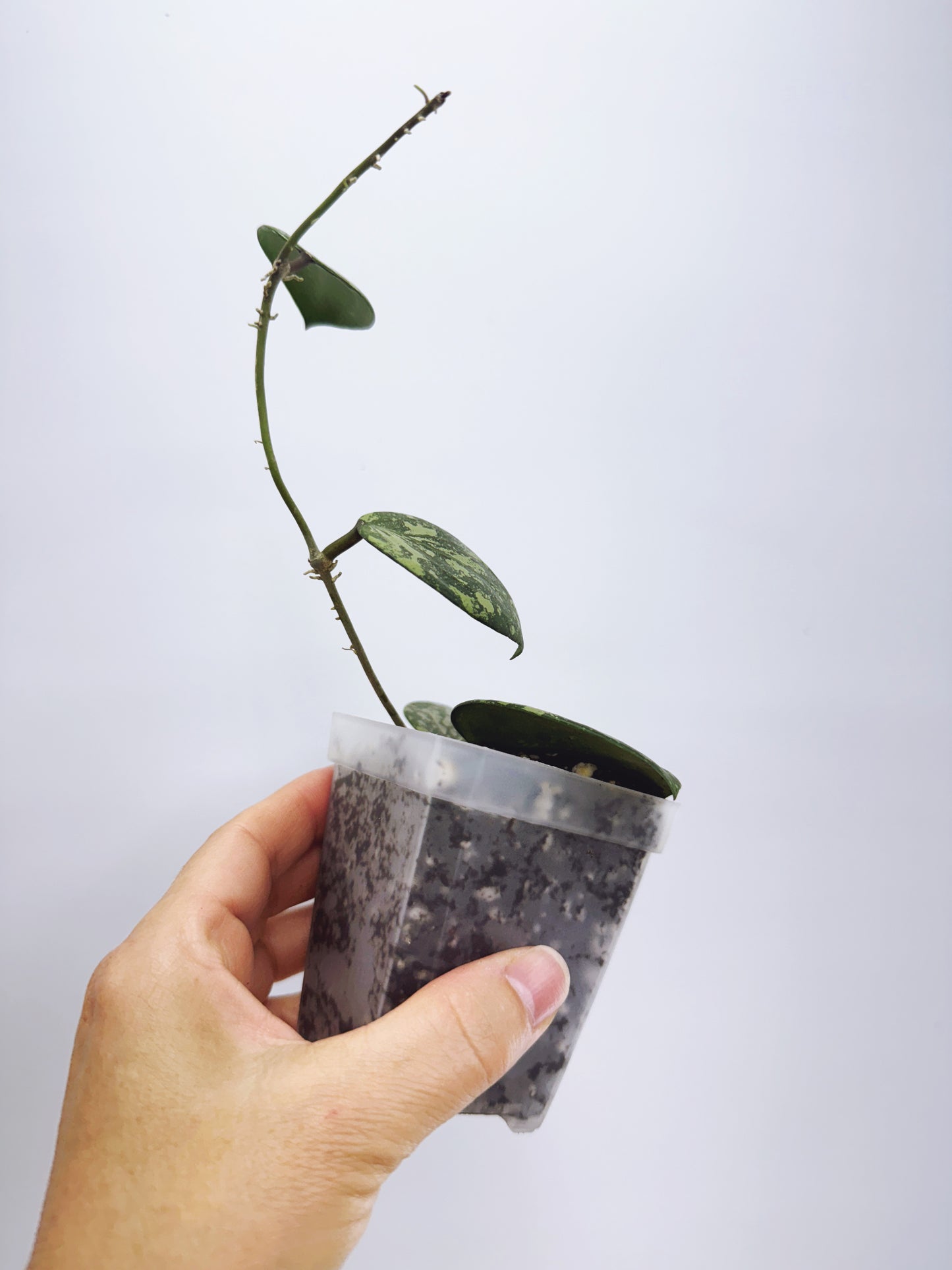 Hoya wibergiae round leaf