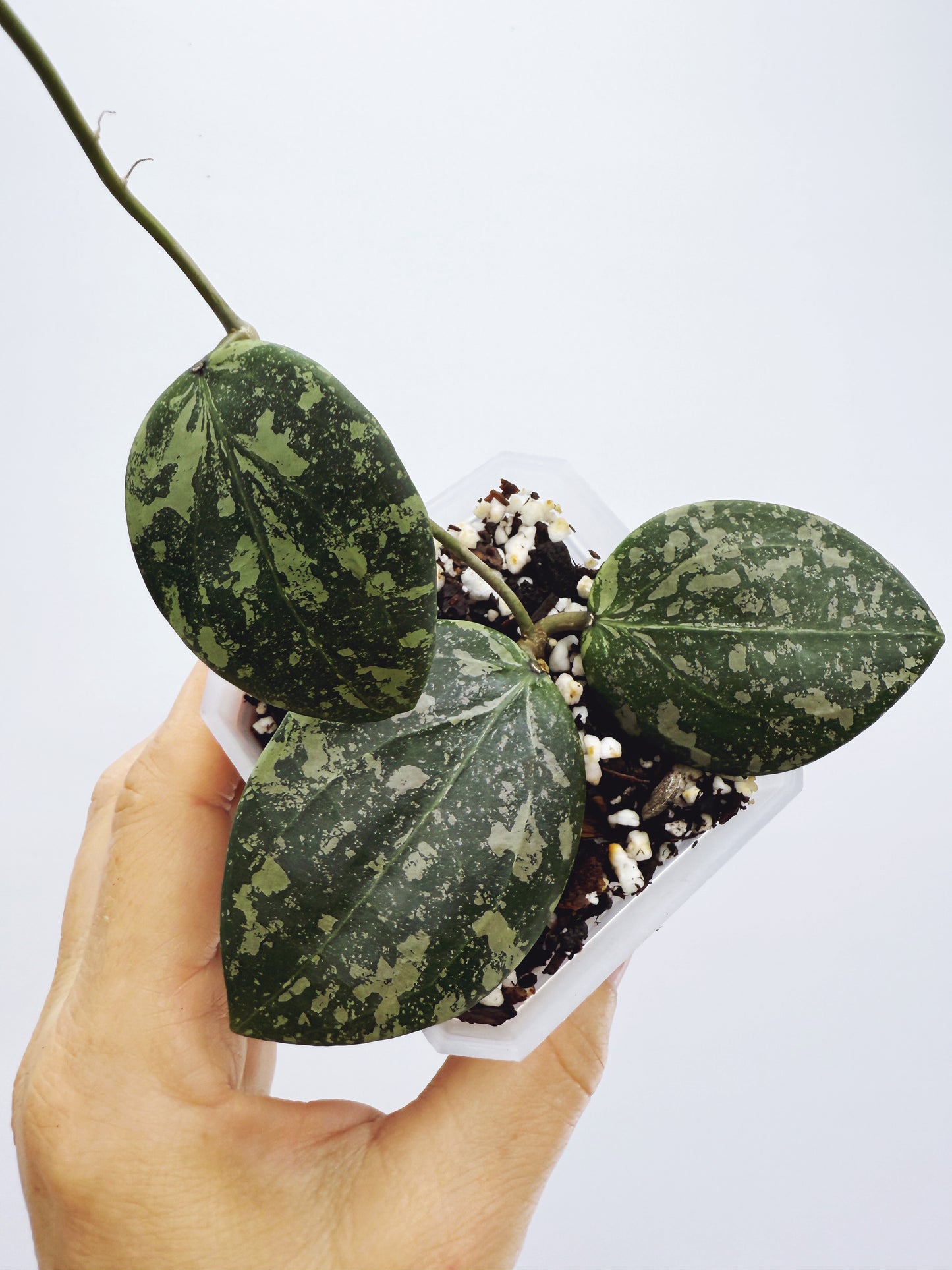 Hoya wibergiae round leaf