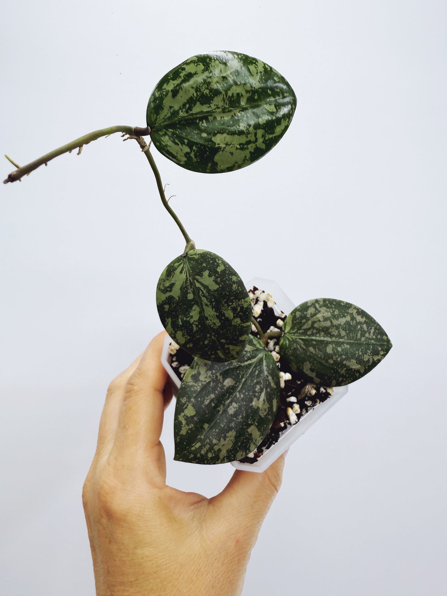 Hoya wibergiae round leaf
