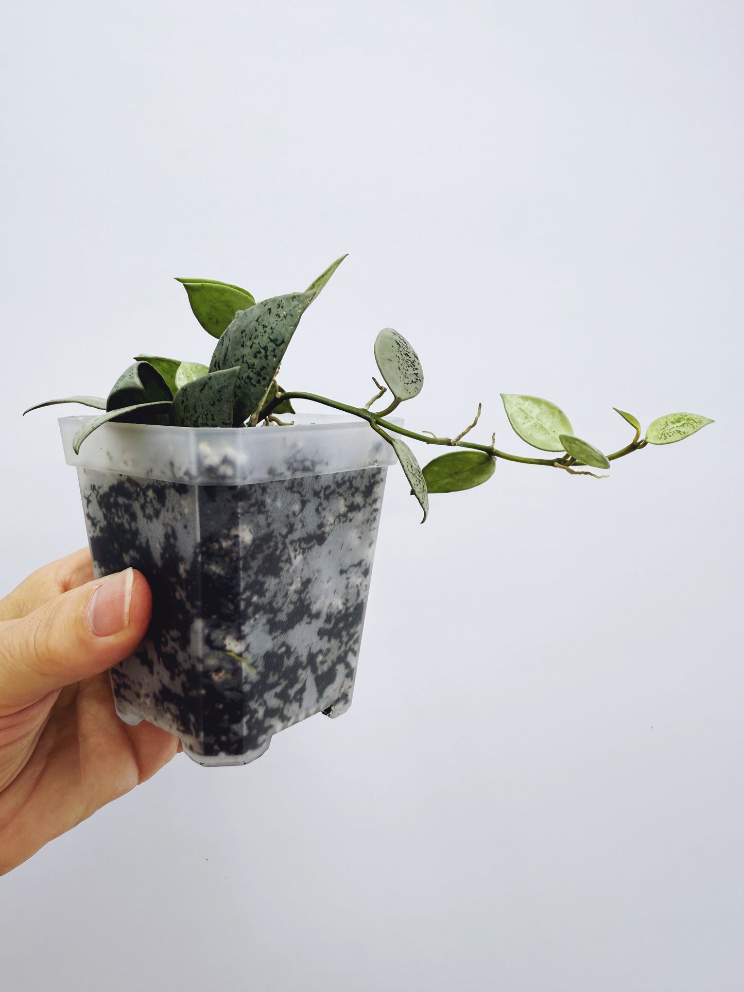Hoya lacunosa leopard skin