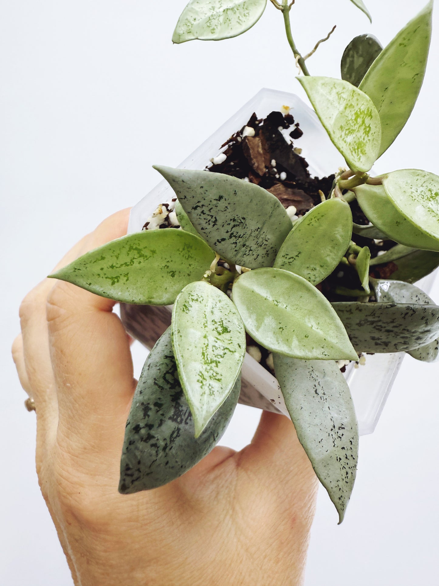 Hoya lacunosa leopard skin