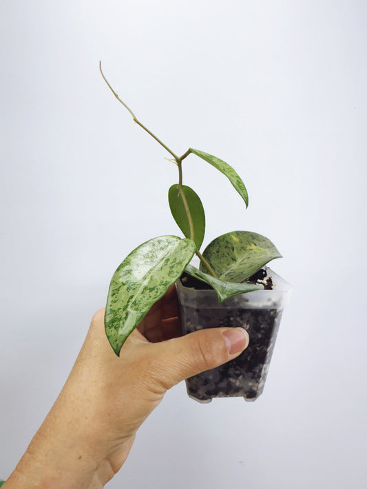 Hoya rime splash