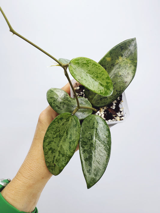Hoya rime splash