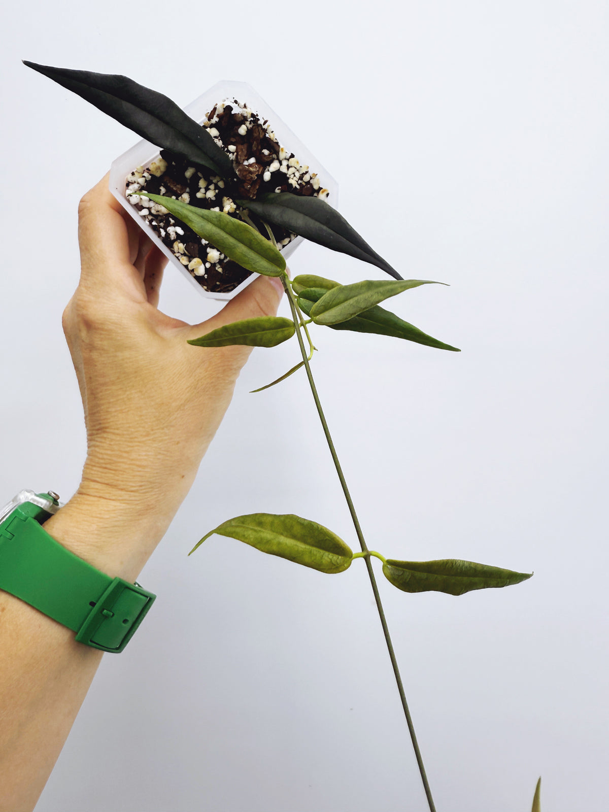 Hoya paradisea