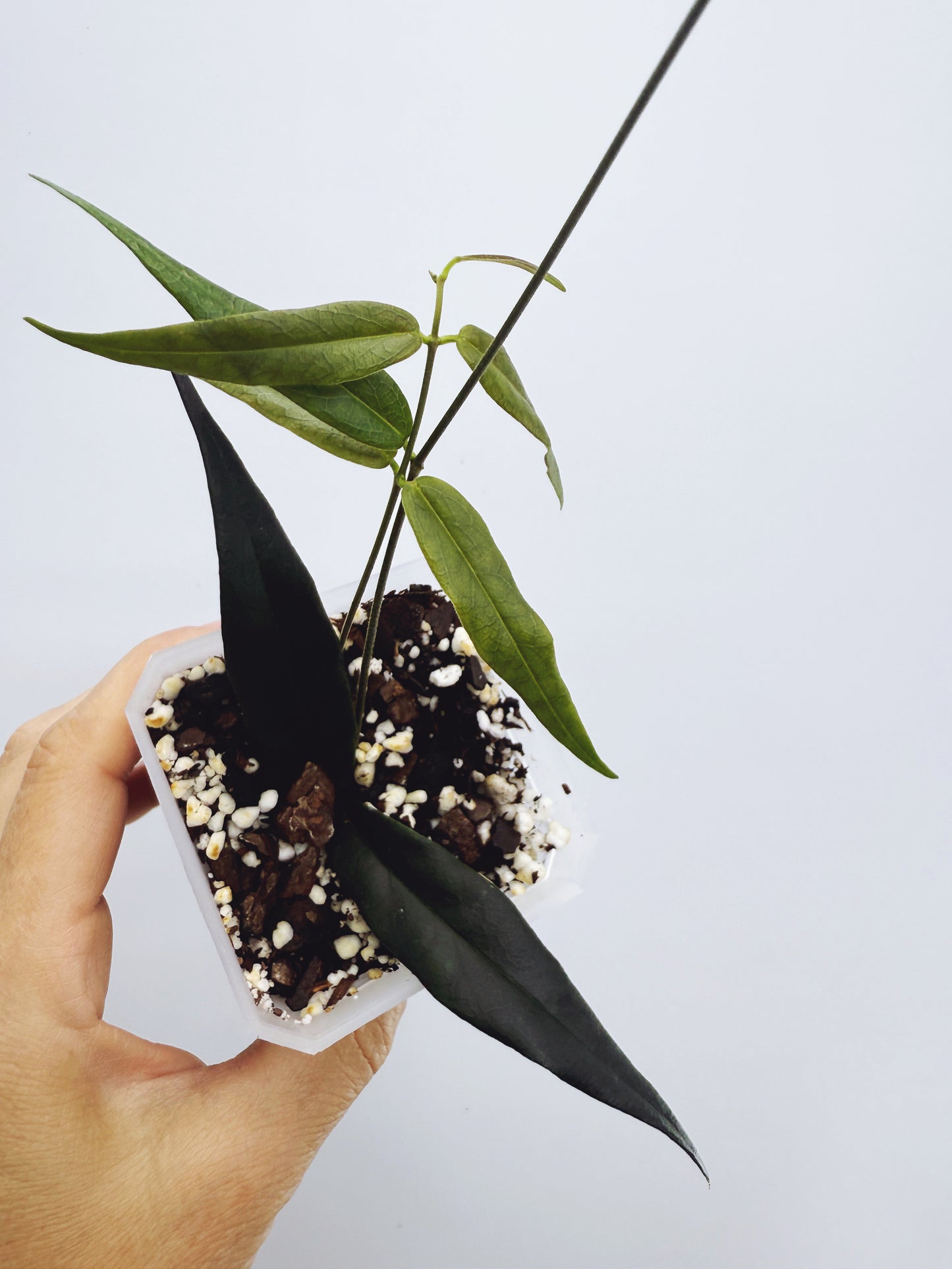 Hoya paradisea