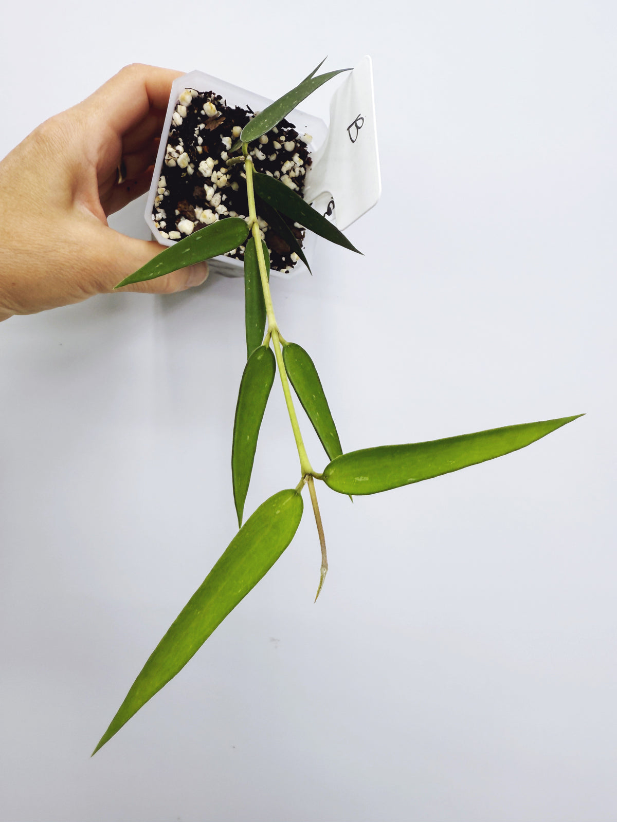 Hoya burmanica (plant B)