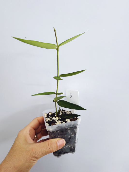 Hoya burmanica (plant B)