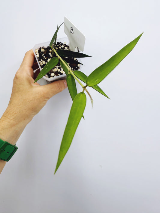 Hoya burmanica (plant B)