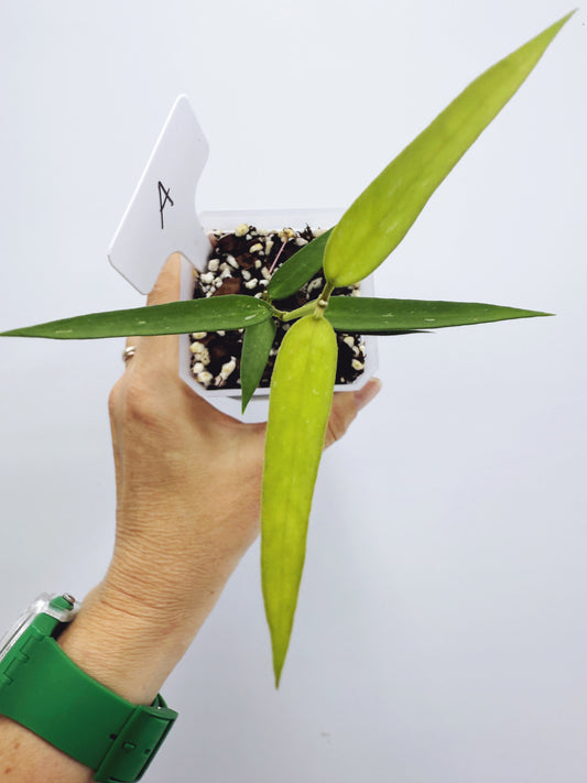 Hoya burmanica (plant A)