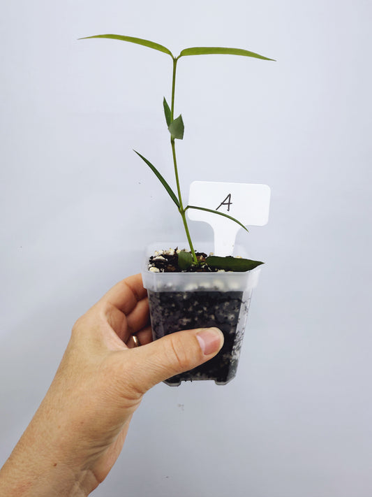 Hoya burmanica (plant A)