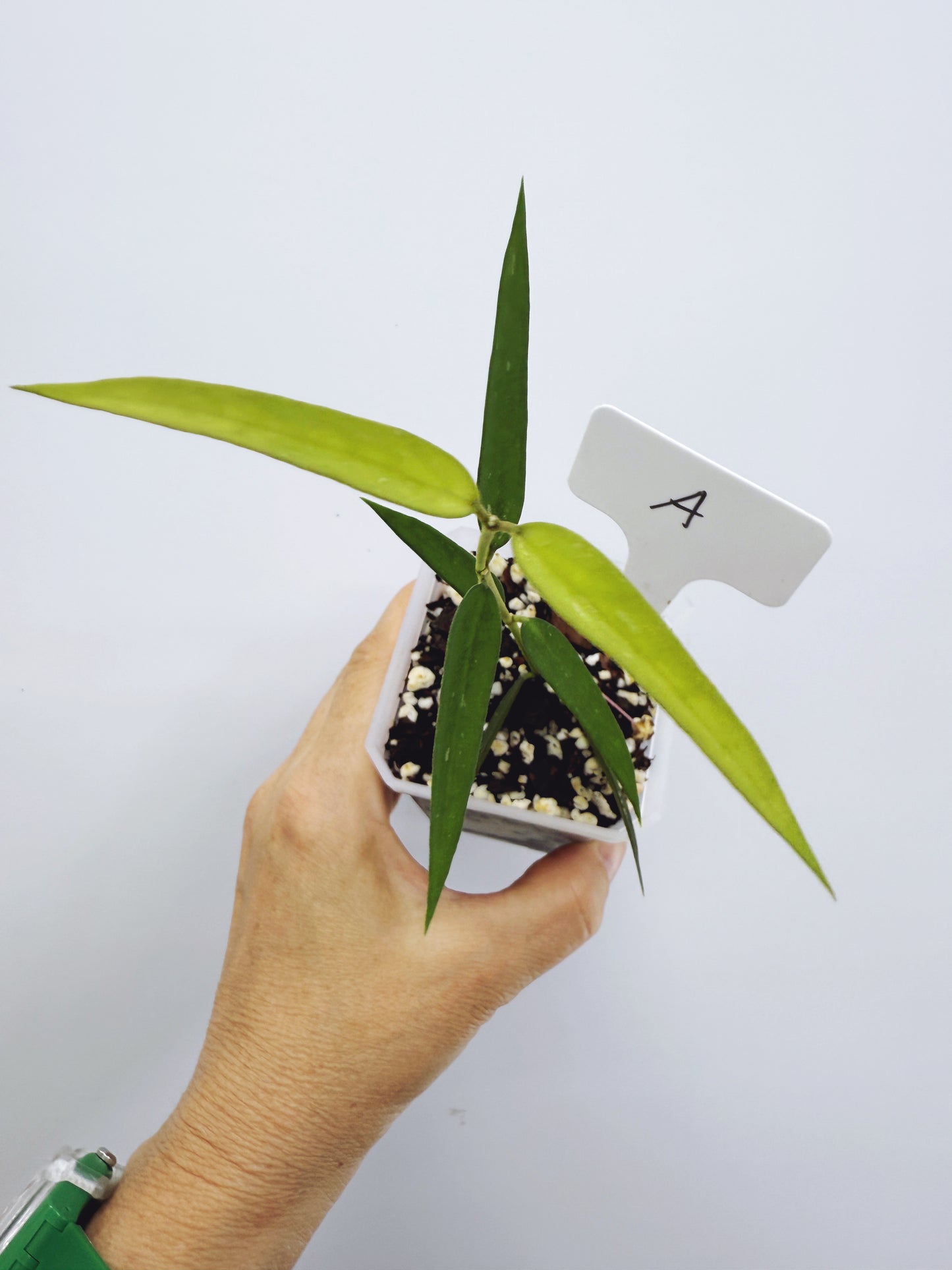 Hoya burmanica (plant A)