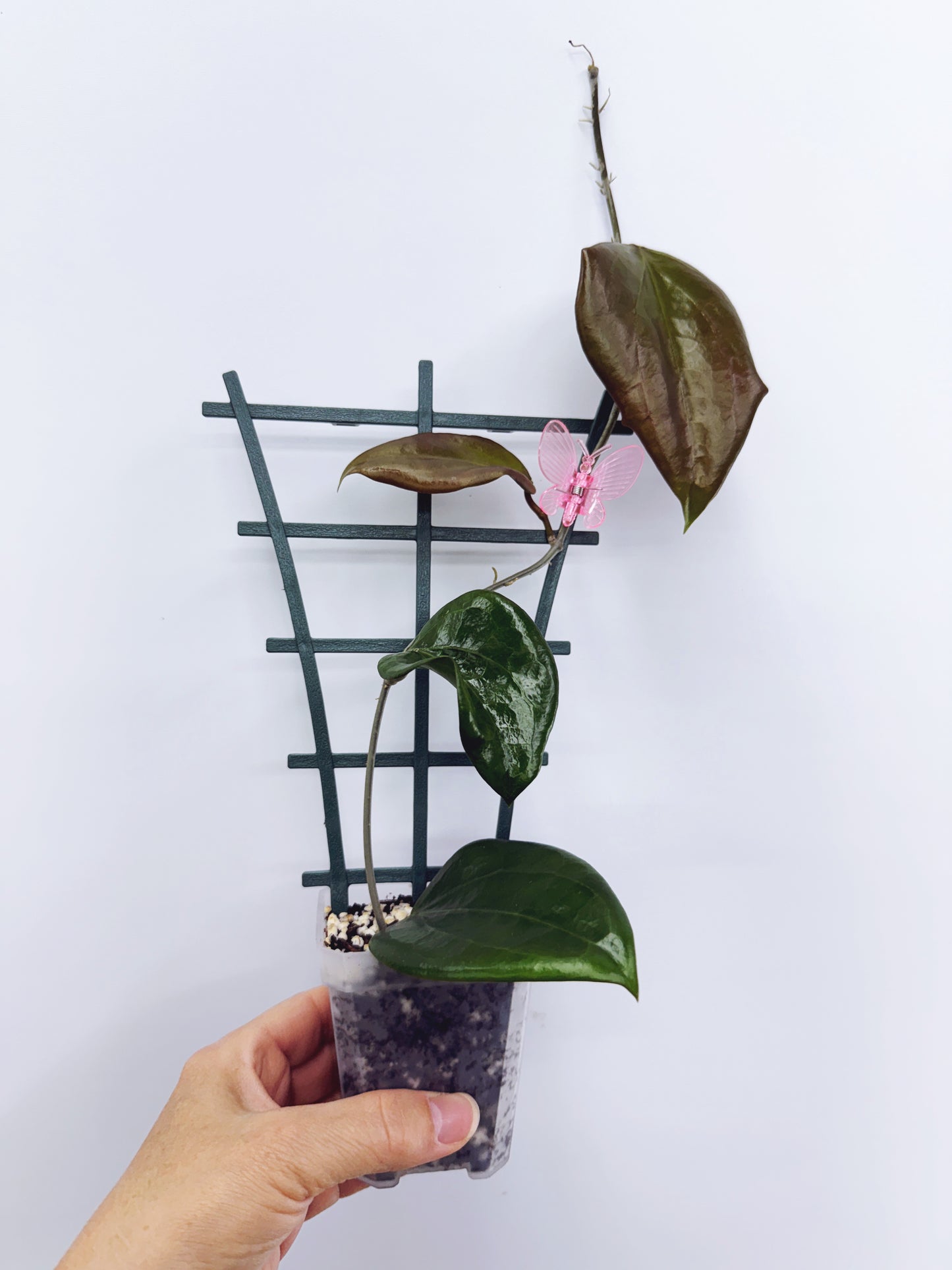 Hoya pentaphlebia