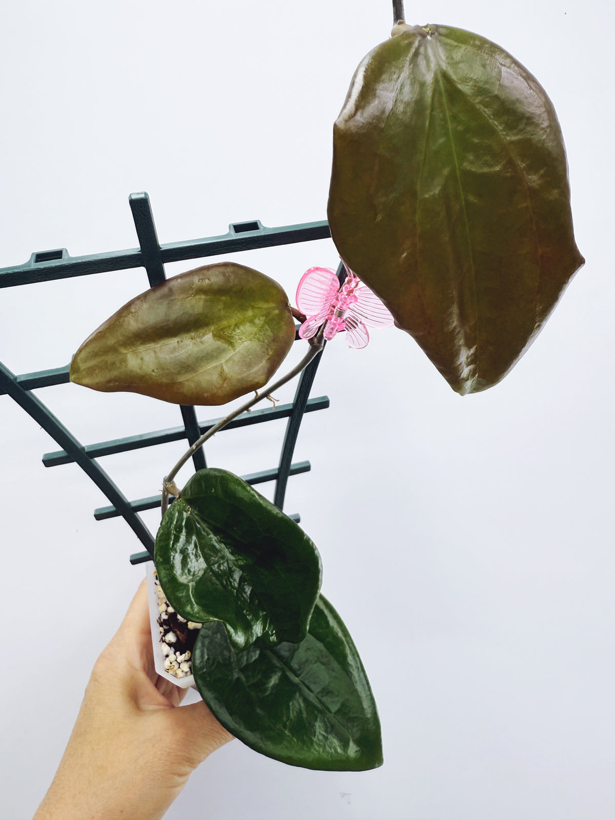 Hoya pentaphlebia