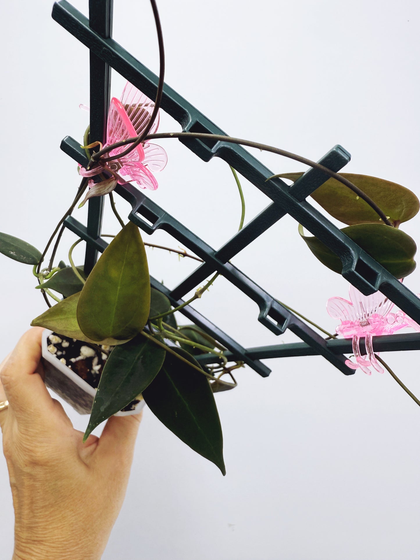 Hoya carrii NS13-064