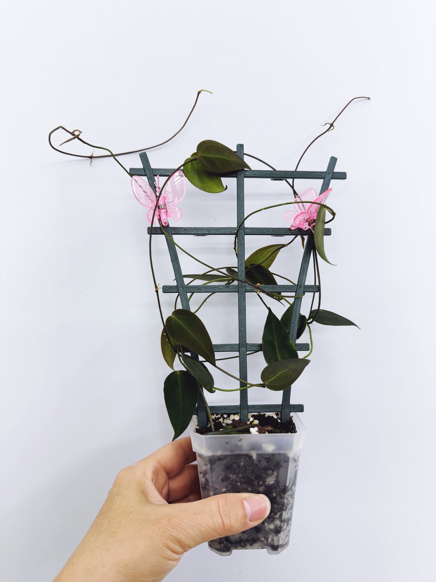 Hoya carrii NS13-064