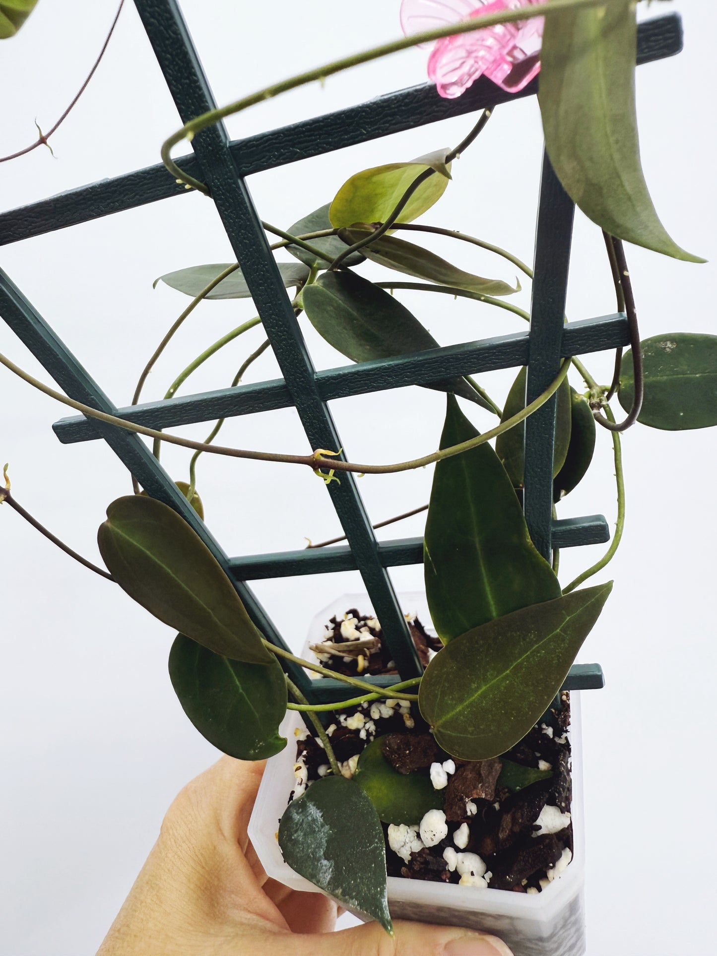 Hoya carrii NS13-064