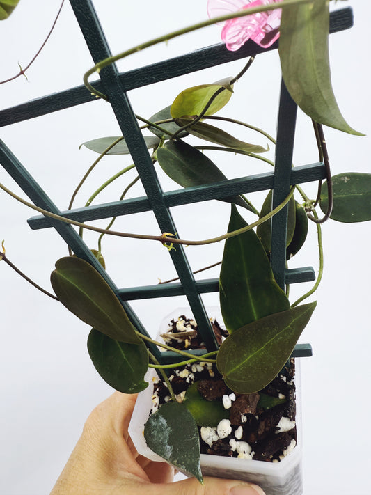 Hoya carrii NS13-064