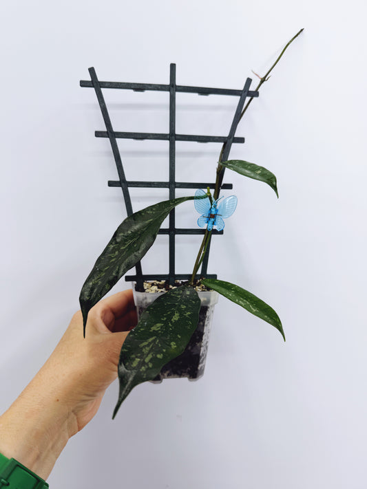 Hoya griffithii splash