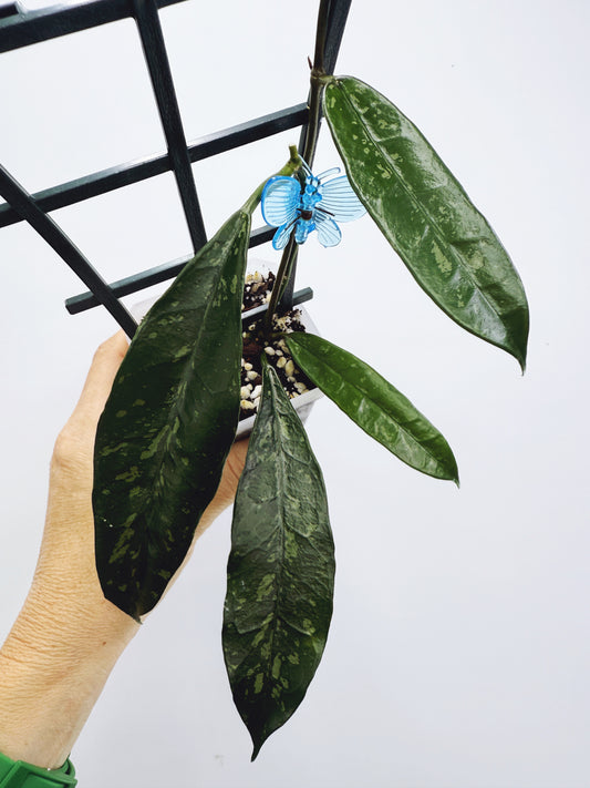 Hoya griffithii splash