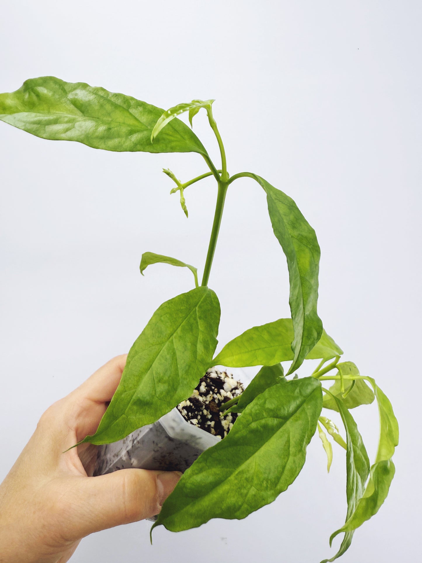 Hoya decipulae