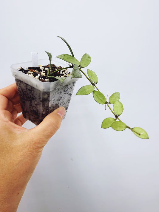 Hoya Lacunosa louisa's silver