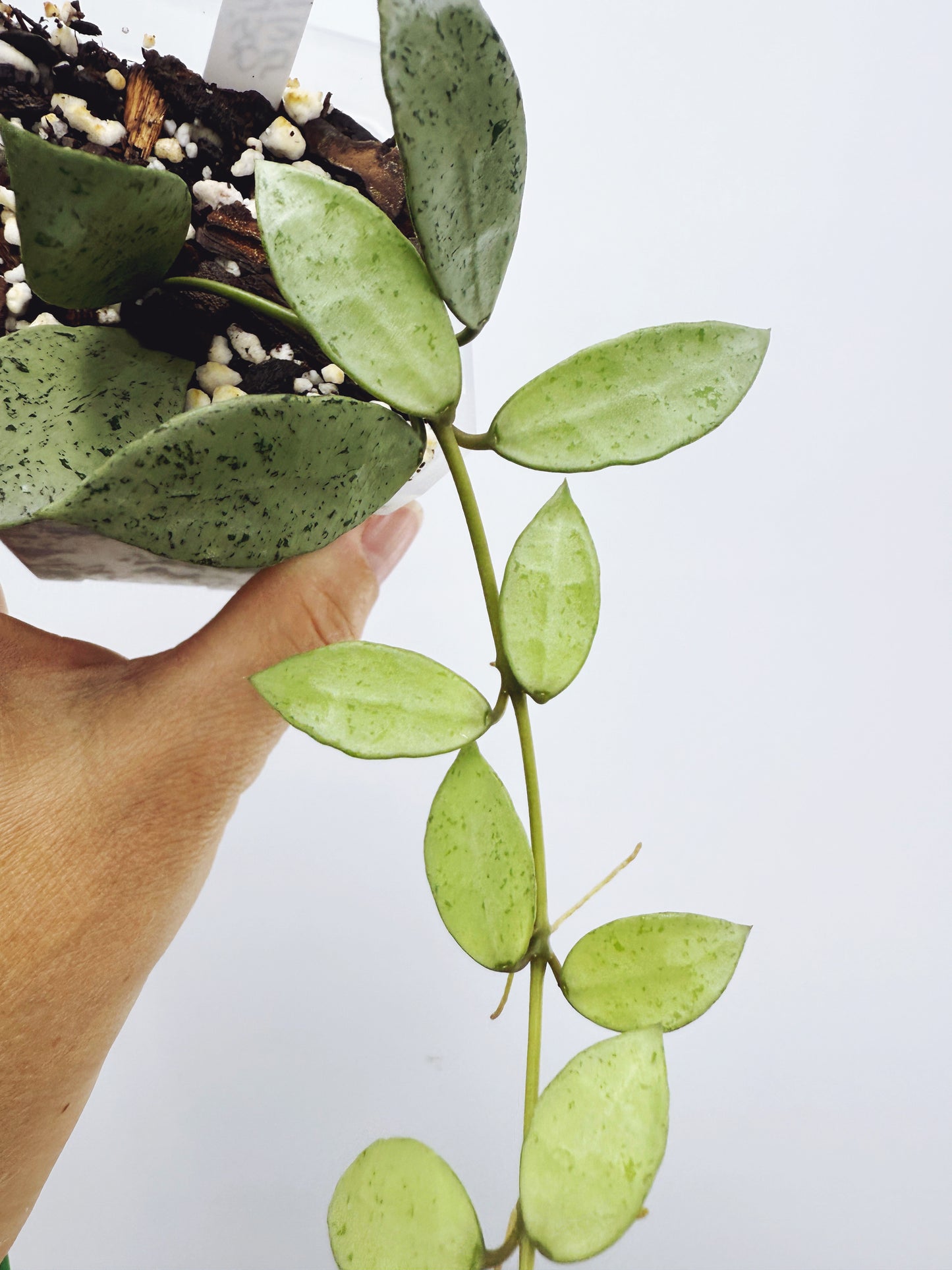 Hoya Lacunosa louisa's silver
