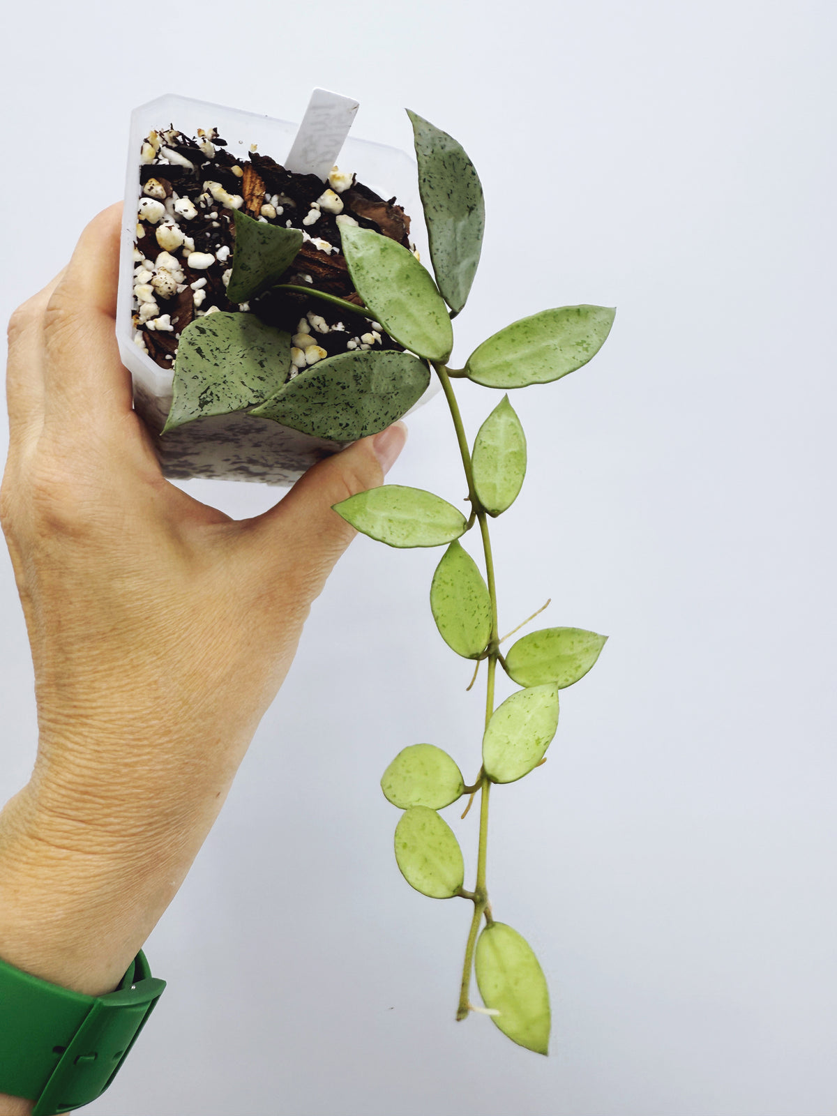 Hoya Lacunosa louisa's silver
