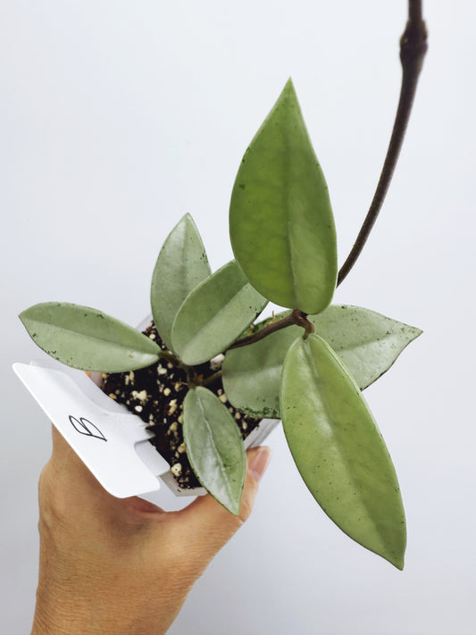 Hoya wilbur graves silver (plant B)