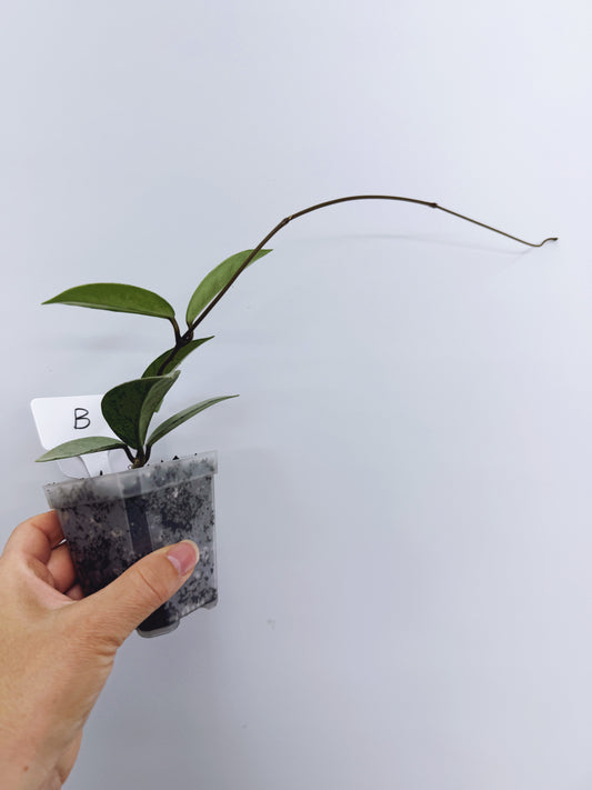 Hoya wilbur graves silver (plant B)
