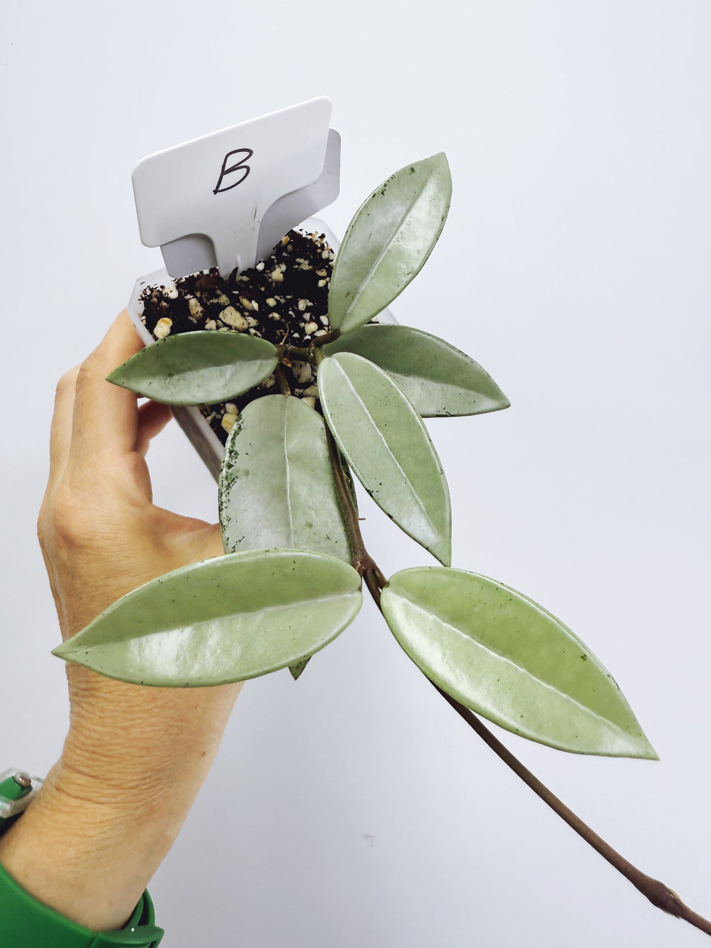 Hoya wilbur graves silver (plant B)