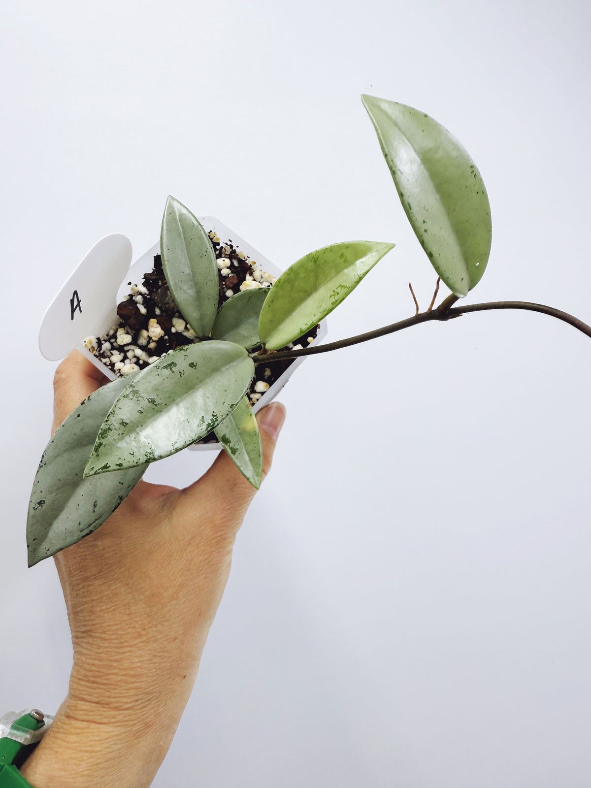 Hoya wilbur graves silver (plant A)