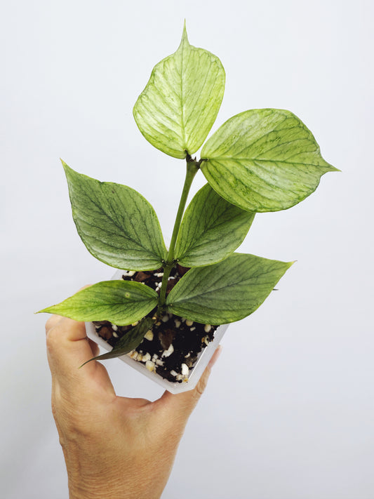 Hoya polyneura broget silver