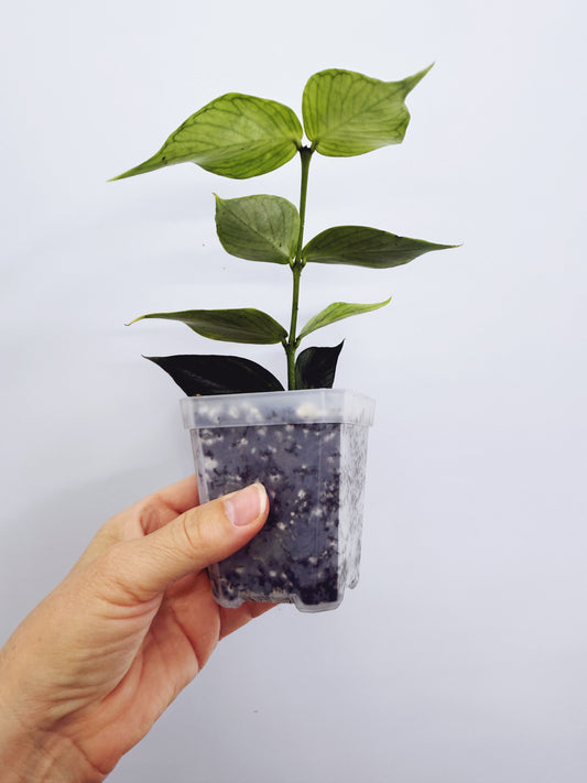 Hoya polyneura broget silver