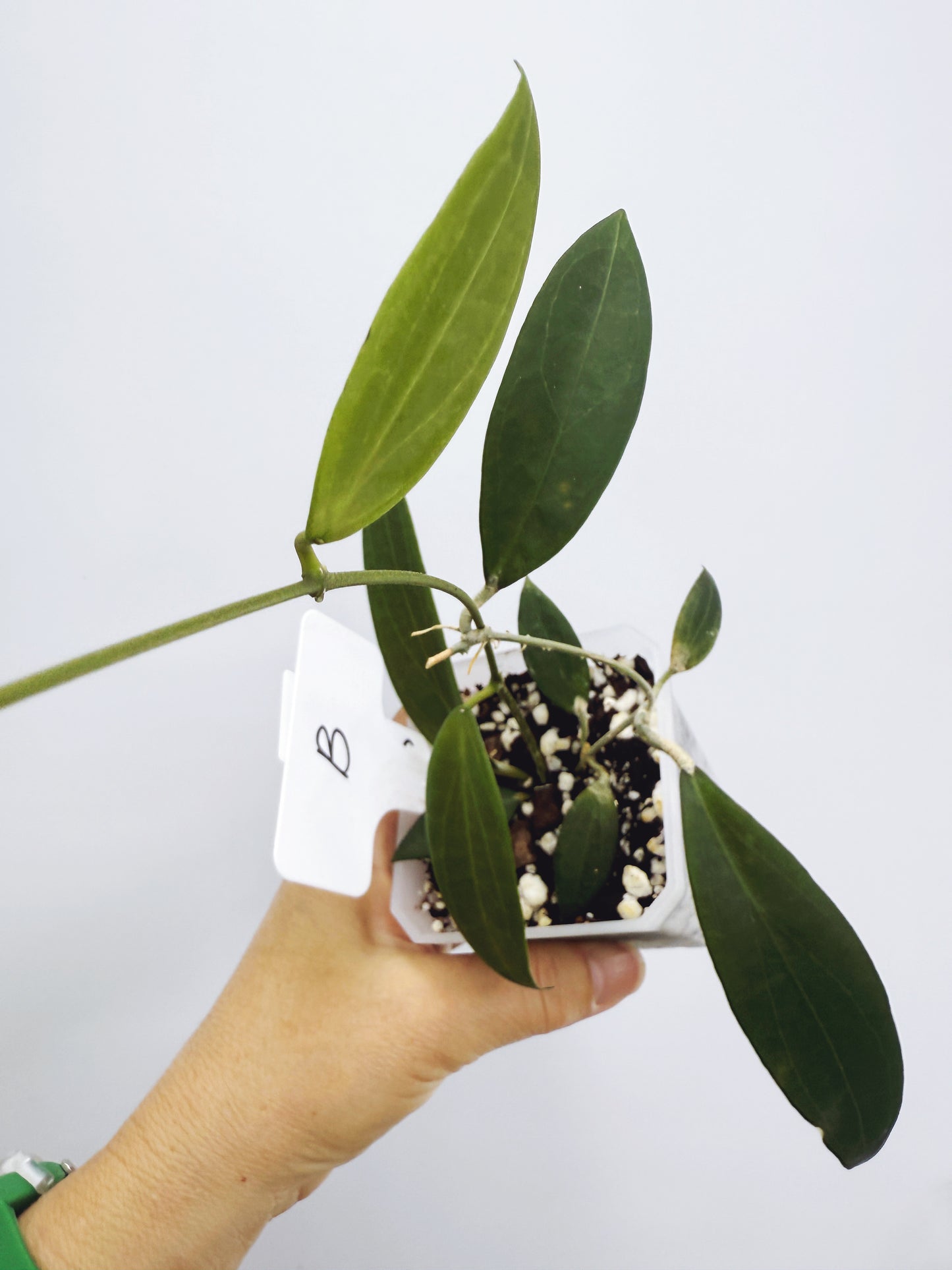 Hoya microdwarf (plant B)