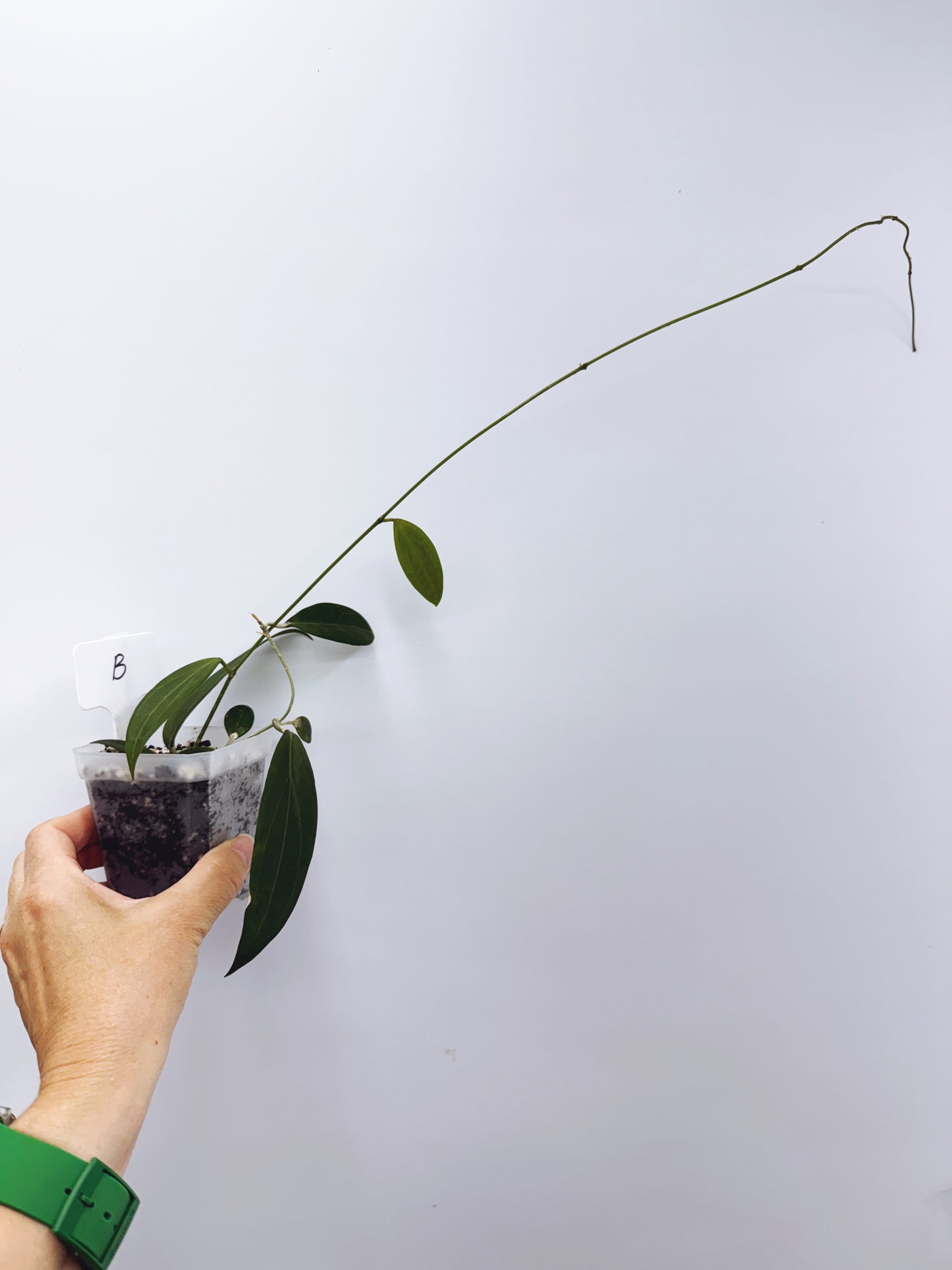 Hoya microdwarf (plant B)