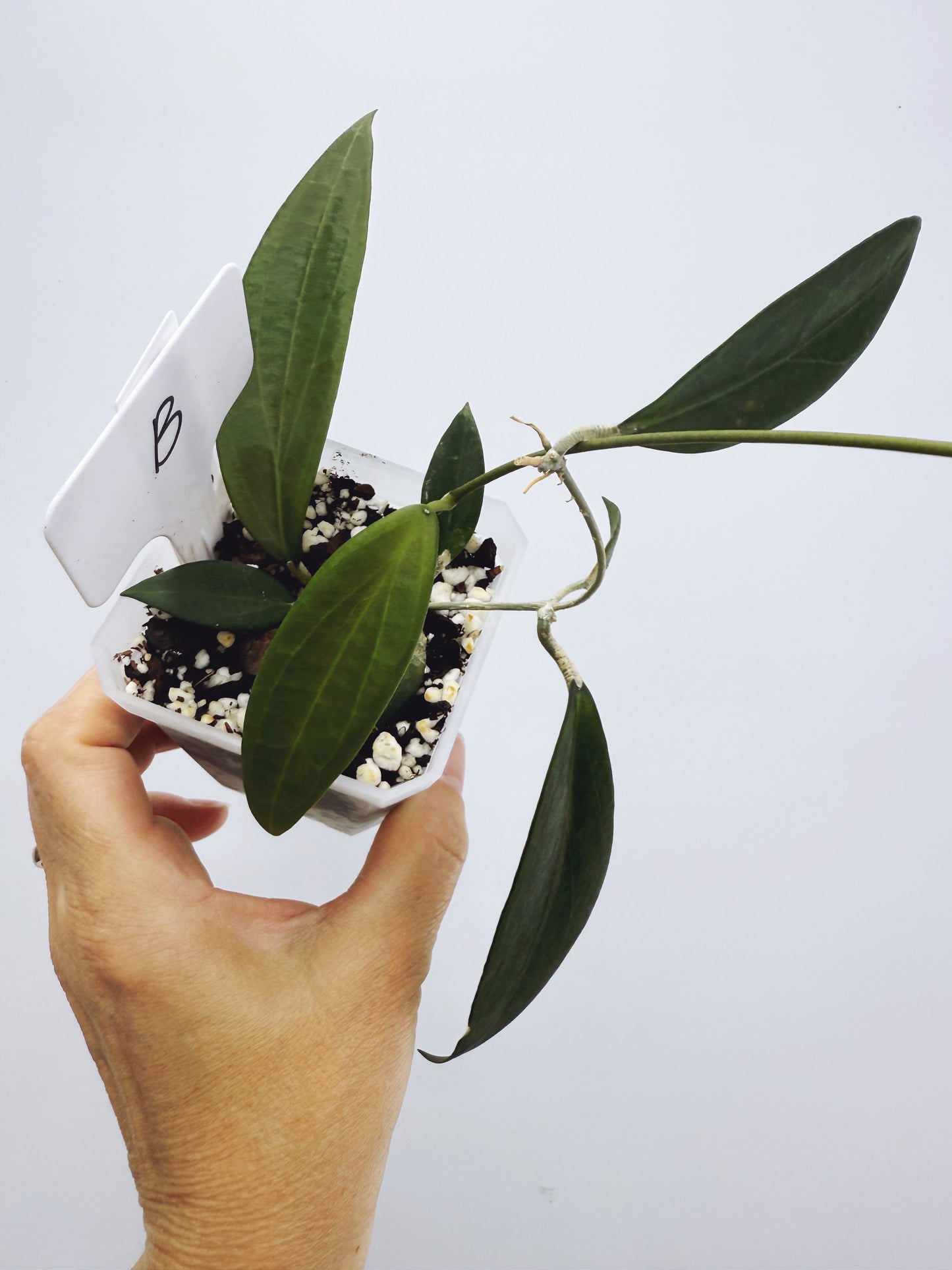 Hoya microdwarf (plant B)