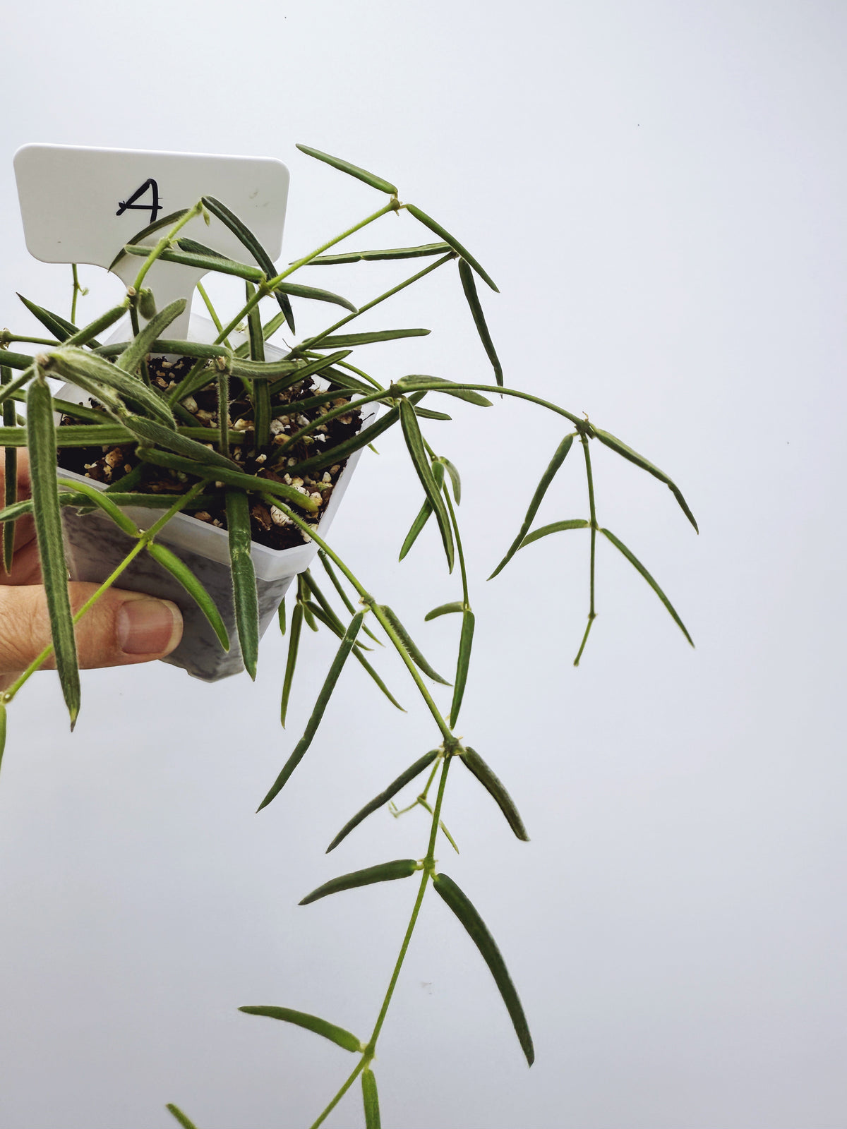 Hoya linearis (plant A)