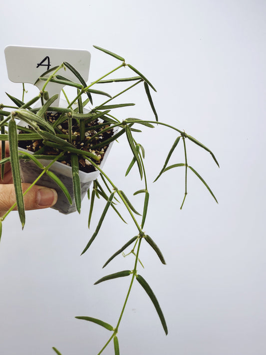 Hoya linearis (plant A)