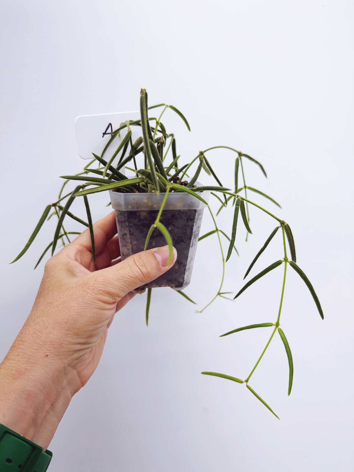 Hoya linearis (plant A)