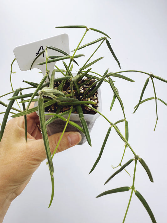 Hoya linearis (plant A)