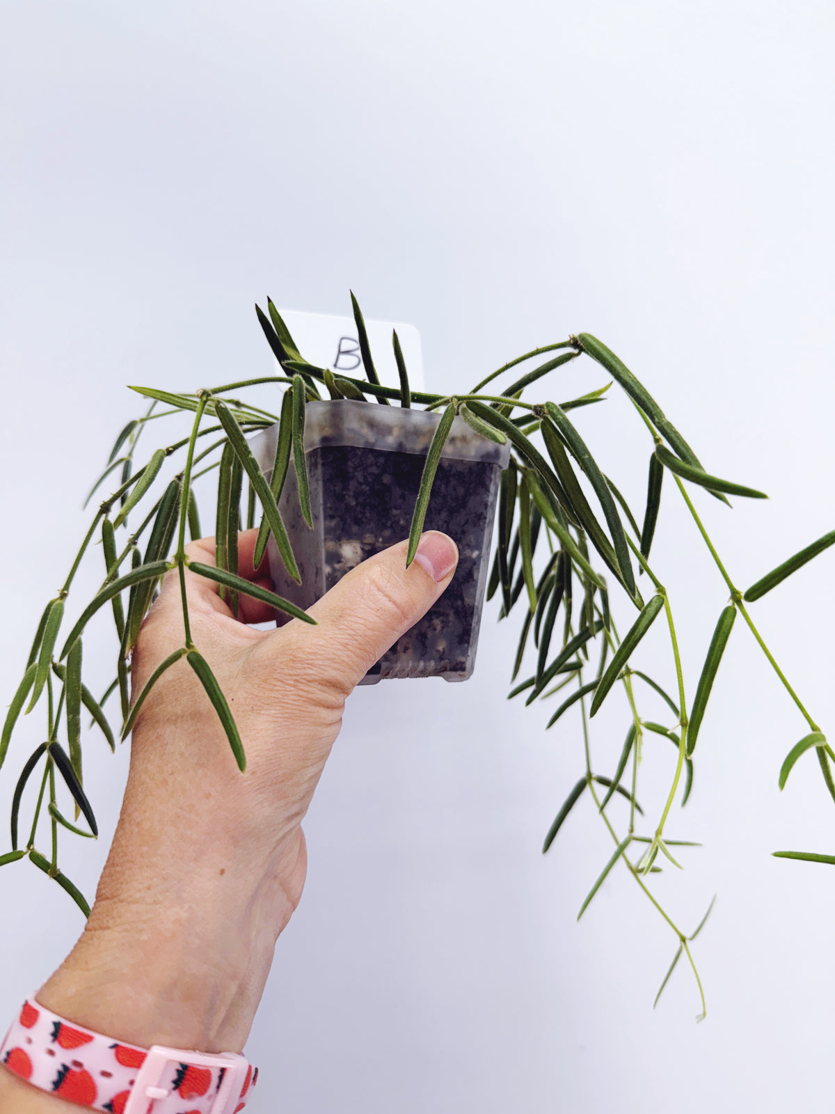 Hoya linearis (plant B)