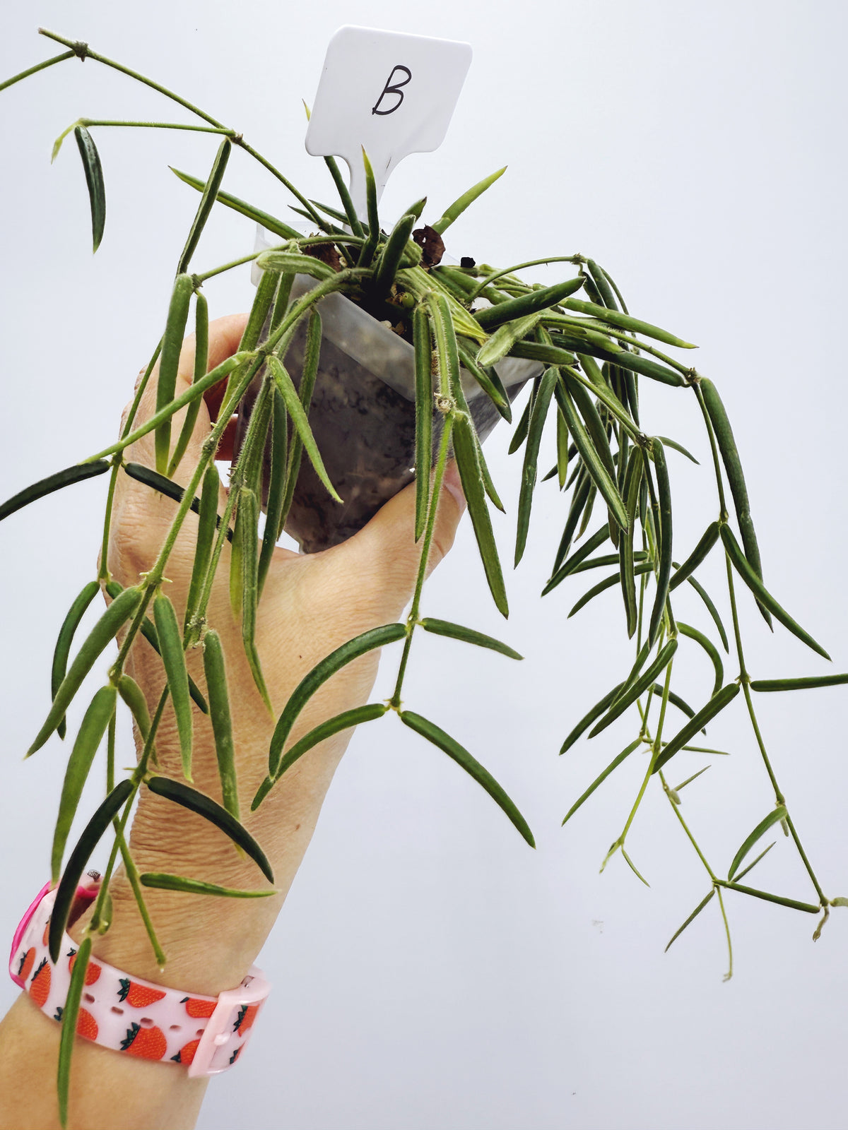 Hoya linearis (plant B)