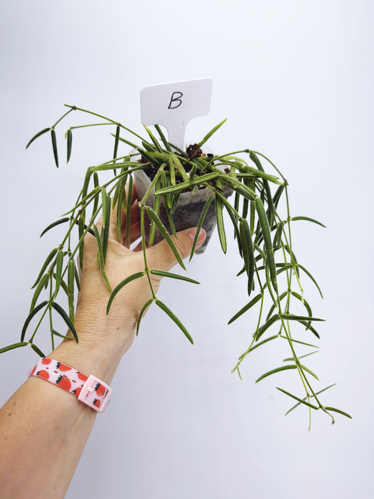 Hoya linearis (plant B)