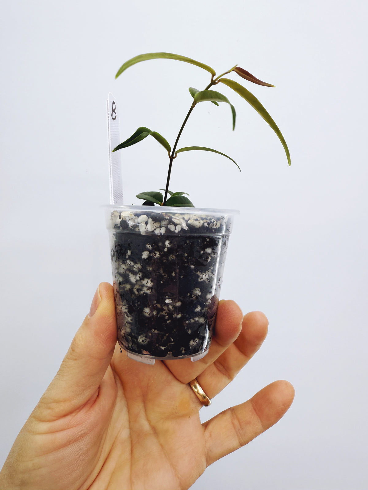 Hoya oligantha (plant B)
