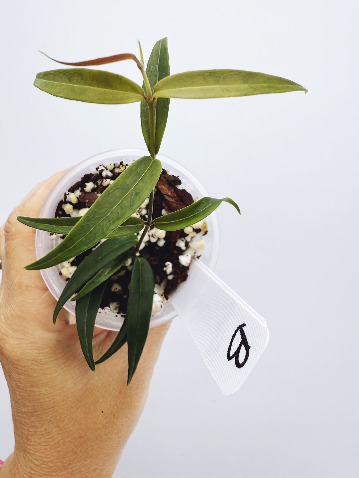 Hoya oligantha (plant B)