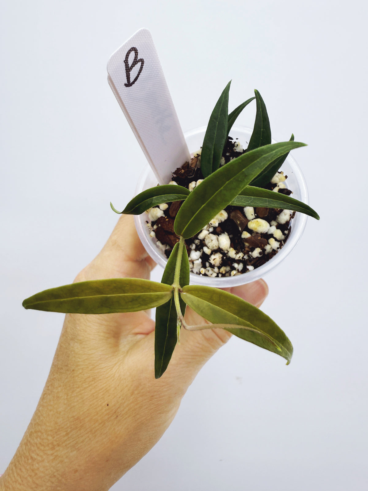 Hoya oligantha (plant B)