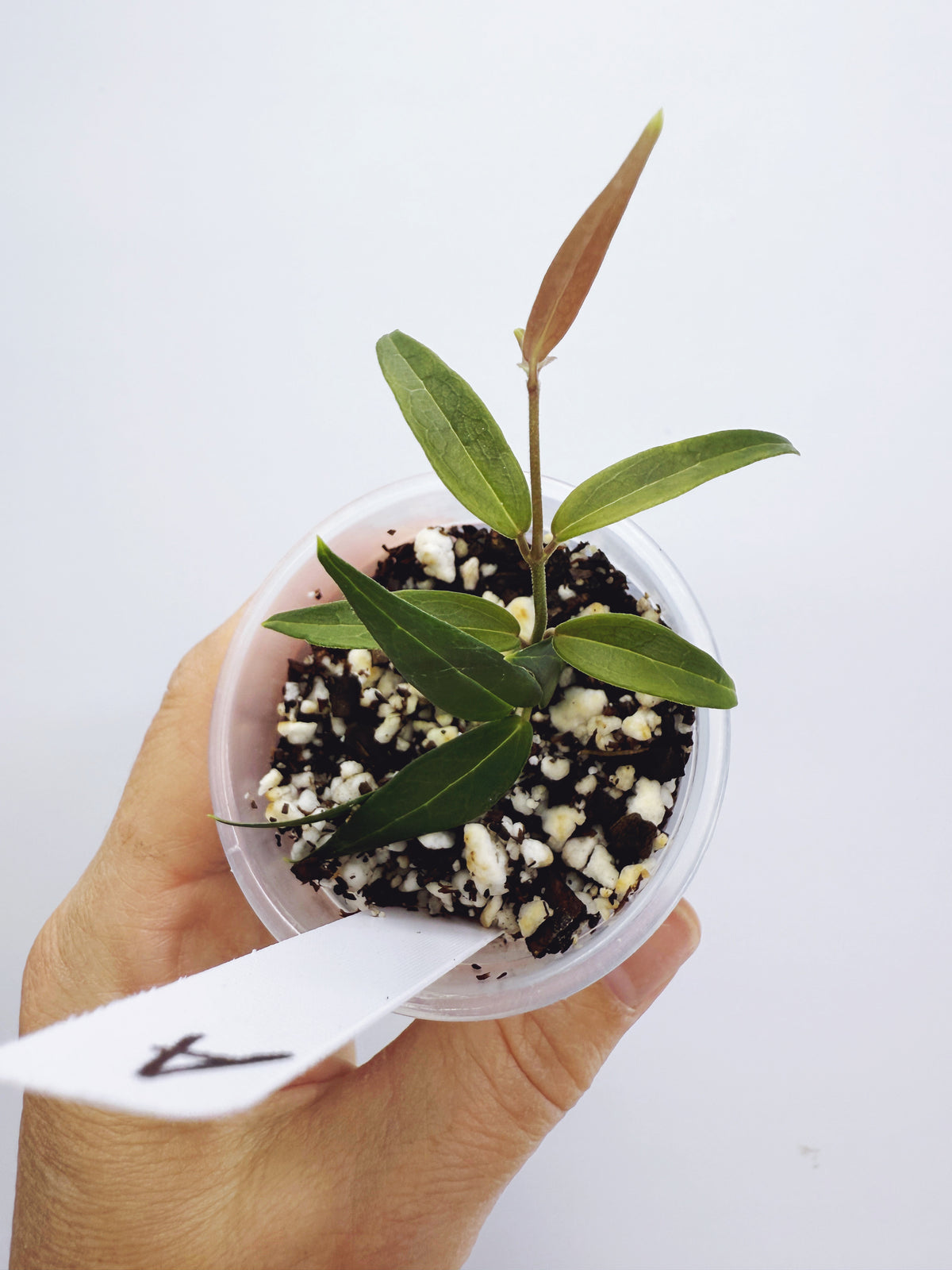 Hoya oligantha (plant A)