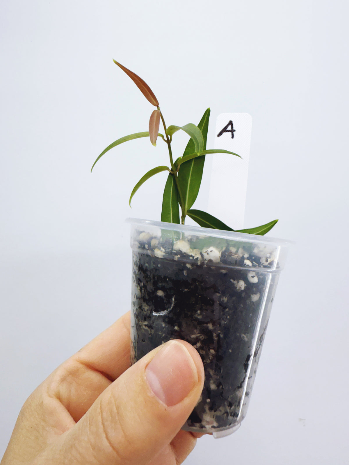 Hoya oligantha (plant A)