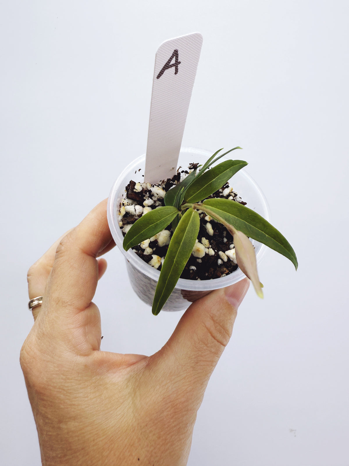 Hoya oligantha (plant A)